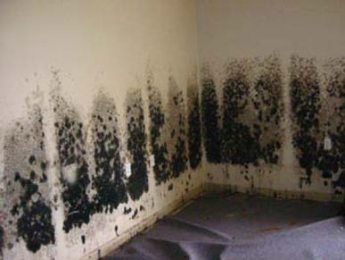 Mold and Mildew Removal Vallejo