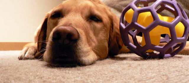 Pet Stain and Odor Removal Vallejo