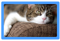 Upholstery Cleaning Vallejo